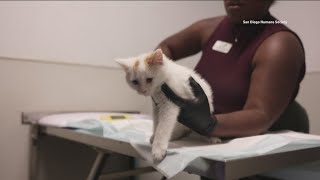 34 cats and kittens arrive at San Diego Humane Society from Stockton shelter