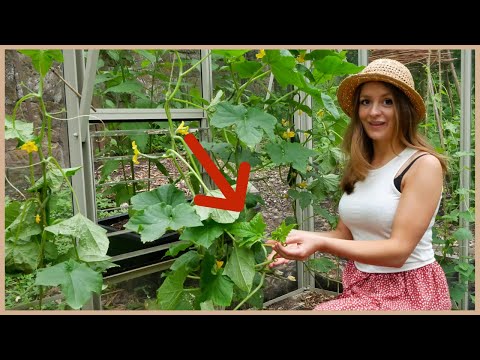 Video: Gurken im Gewächshaus anbauen und pflegen