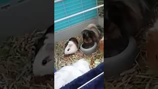 Download Lagu Dos ratas comien i pasa esto MP3 Download Lagu Dos ratas comien i pasa esto MP3