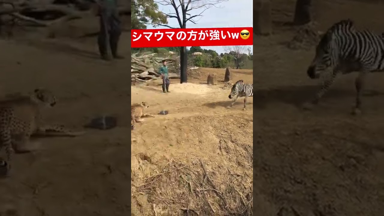 シマウマに怖がって逃げるチーターw#short #動物園 #チーター #シマウマ