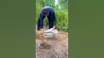 Cá Lớn - bắt Cá Trê Khủng mắc cạn bằng bao 😱 #khacthuyvlogg