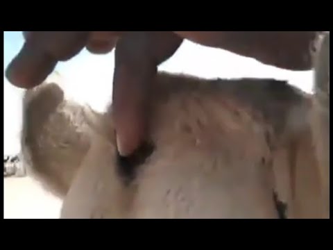مراض الإبل الصوار اعراض وعلاجه الطبيب الشعبي للابل ابو بشار