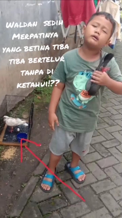 Merpati Bertelur. Lagi Dimainin Merpati Betinanya Bertelur..!!#merpati #burung dara