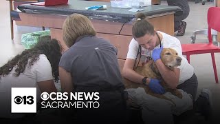 Emergency veterinary clinic opens in Elk Grove despite nationwide shortage of veterinarians