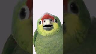 PARROT TARY