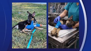 Couple says scammers used AI photo of their missing dog to steal money