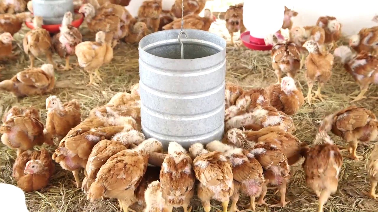 Painel Cooperativo (Cooperativas da Agricultura Familiar)