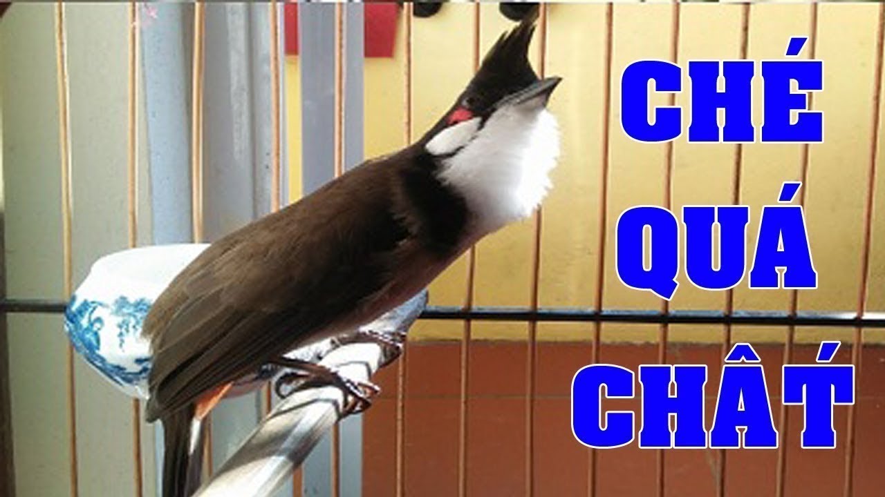 Chào Mào Hót Kích Bổi Hót Ché LÊN LỬA #chaomao #chaomaohot |#canhphuongtv