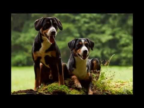 Agility tábor na Celnici 2015 ...