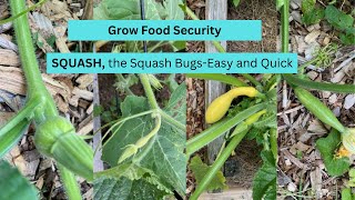 Grow Food Security| SQUASH, the squash bugs-Easy and Quick by Life Lived Frugally 232 views 10 months ago 6 minutes, 21 seconds