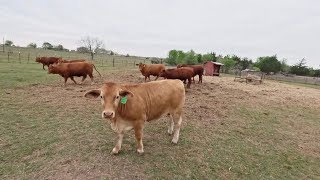 Hauling cattle and turning out bulls