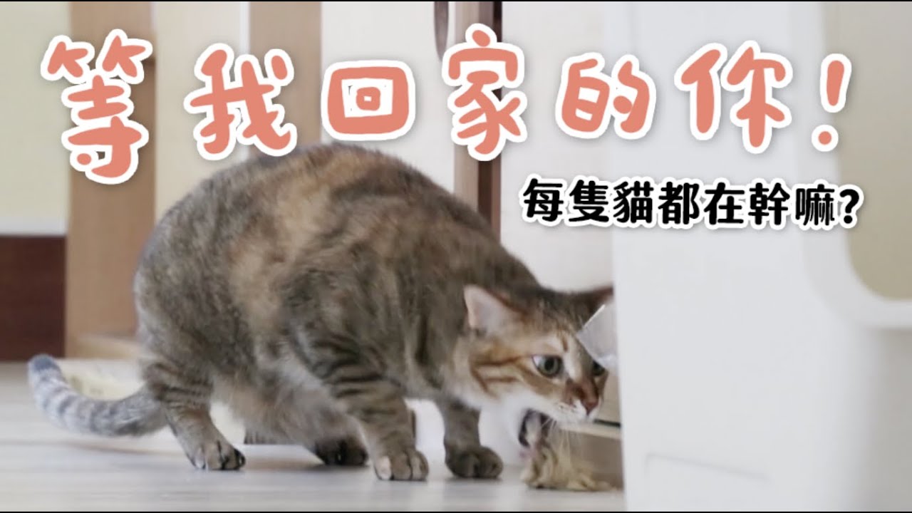 【黃阿瑪的後宮生活】等我回家的你！每隻貓都在幹嘛？