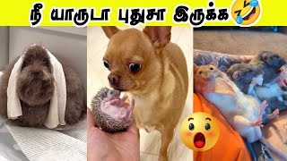 உணமய சலல யர ந வலஙககளன Mind Voice Comedy Hoomans