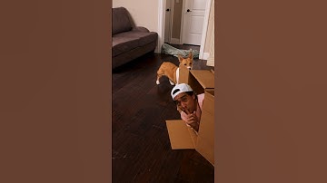 Playing hide and seek with my dog 🐶