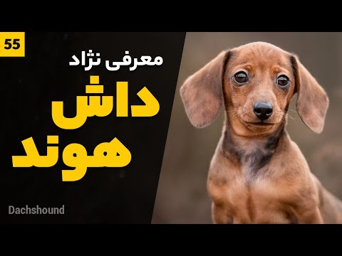 تصویری: آیا سام سگ راهنما گرفت؟