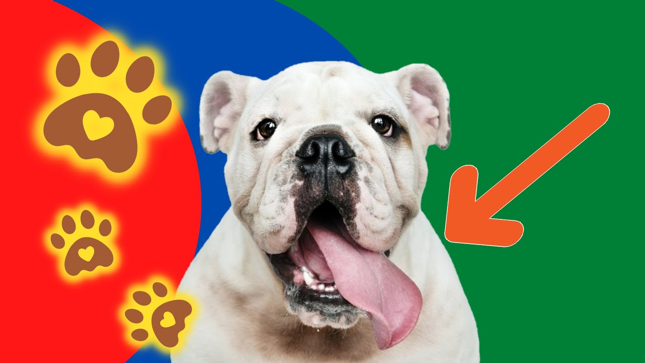 Why do dogs lick their paws A veterinarian explains YouTube