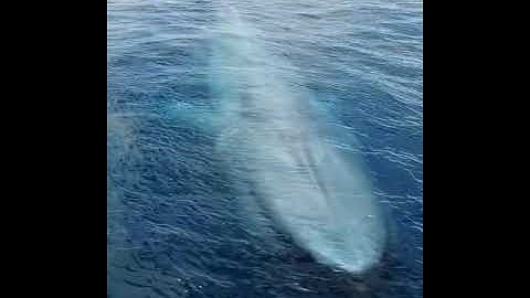 مقطع رائع من سورة الصافات للقاريء عبد المنعم عبد المبديء