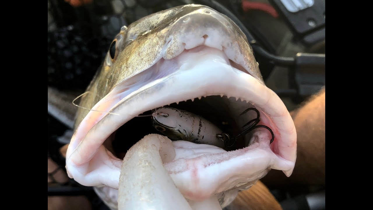 Always Throw Topwater Rules of Thumb Inshore Fishing YouTube