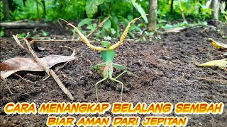 Tutorial Cara Menangkap Belalang Sembah Biar Aman