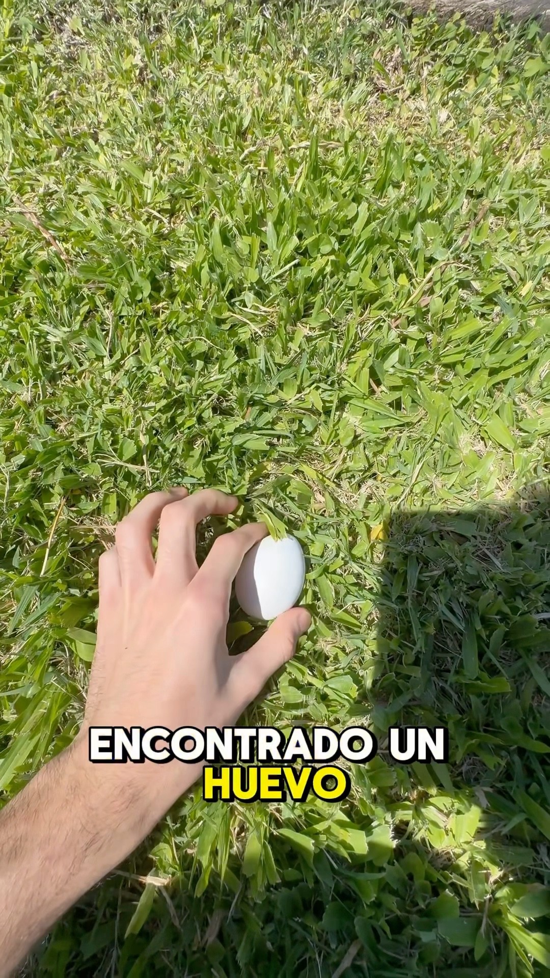 ENCONTRÉ UN HUEVO EN MI JARDÍN