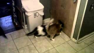 Putting The Cats to Bed