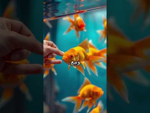 شرح عمر السمكة الذهبية 