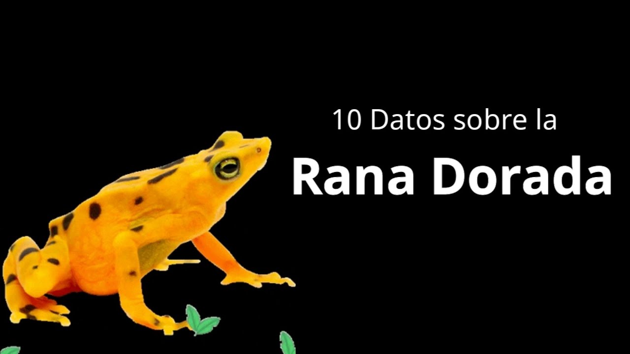 10 Datos Interesantes Sobre La Rana Dorada Panameña Originaria Del 