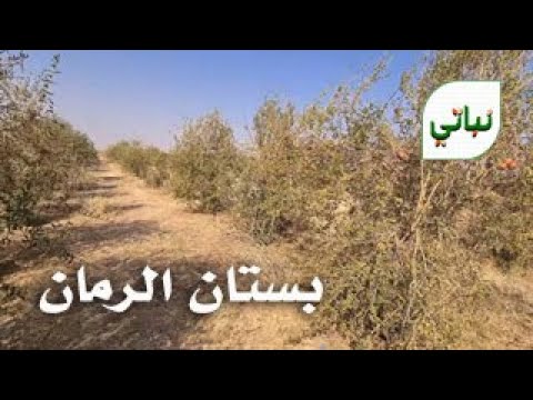 بستان الرمان يحتاج أن تشاركونا أرائكم