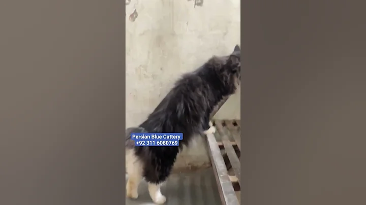 Video 4181811: persian blue cattery, cat beautiful animals