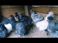 Cada ves más grandes los brahamas armiñados y silkies 🥚🐤🐥🐥🐤