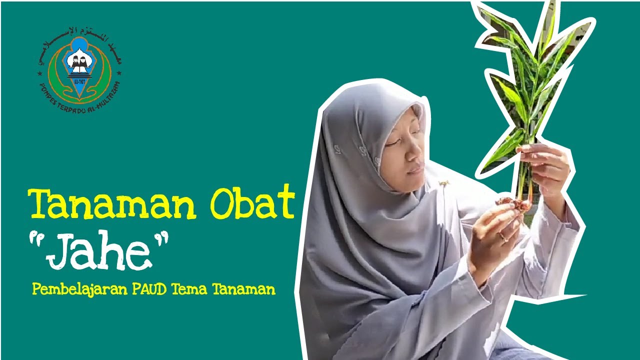 Yuk Mengenal Tanaman Jahe! - Pembelajaran PAUD Tema Tanaman