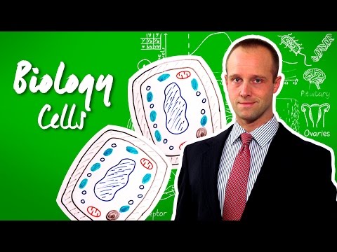 วีดีโอ: เซลล์ GCSE คืออะไร?