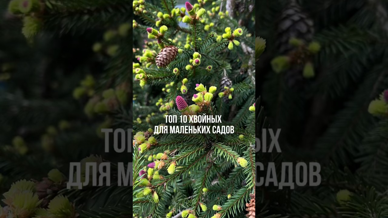 ТОП 10 ХВОЙНЫХ для маленьких садов.