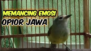 Download Lagu Cuitan riuh burung Opior Jawa gacor@ponirankwokchannel MP3 Download Lagu Cuitan riuh burung Opior Jawa gacor@ponirankwokchannel MP3