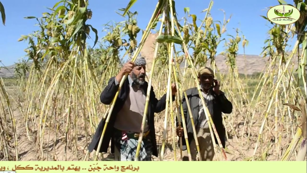 برنامج واحة جبن - الحلقة الرابعة (موسم الزراعة ) HD