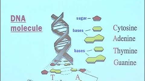 Fernando Pineda: Computational Detection of Novel Structural RNA in the Genome of the Malaria Par...