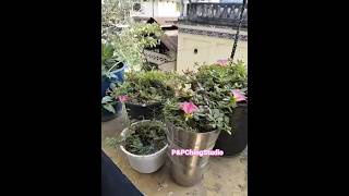 My birthplace enjoy the melody #newreel #melody #shortvideo #trendingshorts #garden #manipur