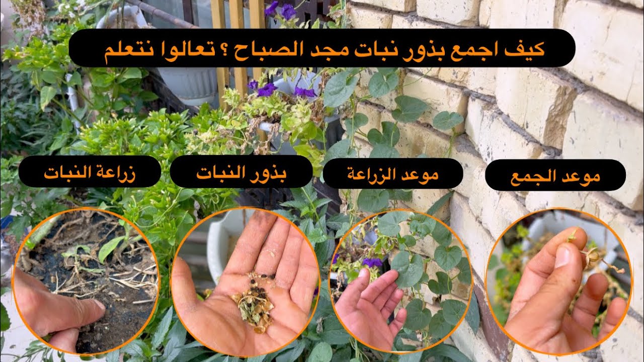 كيف اجمع بذور نبات مجد الصباح ؟ موعد زراعتة تعالوا نتعلم