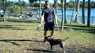 Colbie Mini Bull Terrier