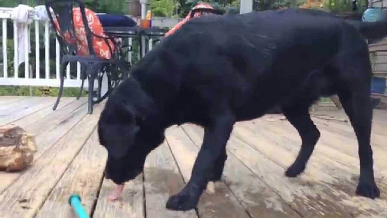 Black Lab Puppy Lunch And Bath (part 8) YouTube