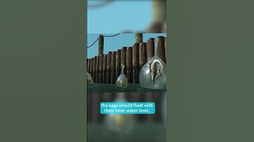 Did you notice this in FINDING NEMO?