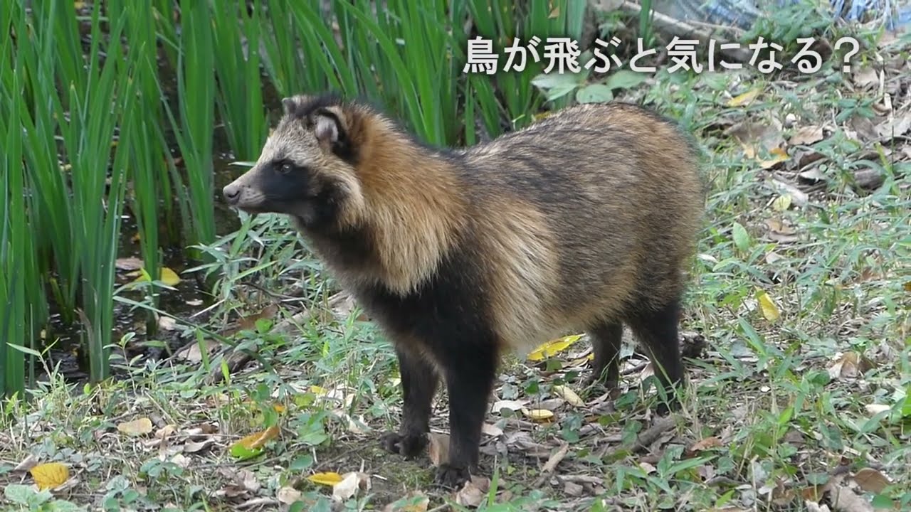 たぬきページ b921f3d33673dce610af1449f32ec4