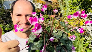 COMO PLANTAR CICLAME CORRETAMENTE