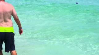 Destin florida 7 / 6 / 15 shark in the water