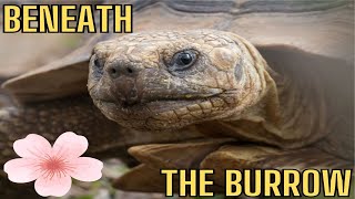 Beneath the Burrow: Unveiling the world of Gopher Tortoises