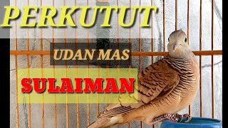 Suara burung perkutut merdu udan mas ( Sulaiman)