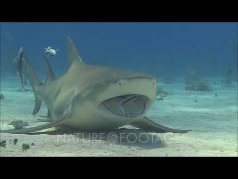 Lemon Shark Being Cleaned By Remora