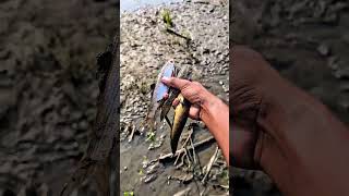 The fish became unconscious due to the high temperature.#fish 🐠🐠