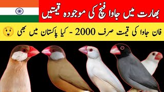 Java Finch Prices In India | Java Sparrow New Rates Update India 2024 | Mini Zoo