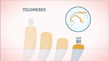 TeloYears Measures Telomere Length
